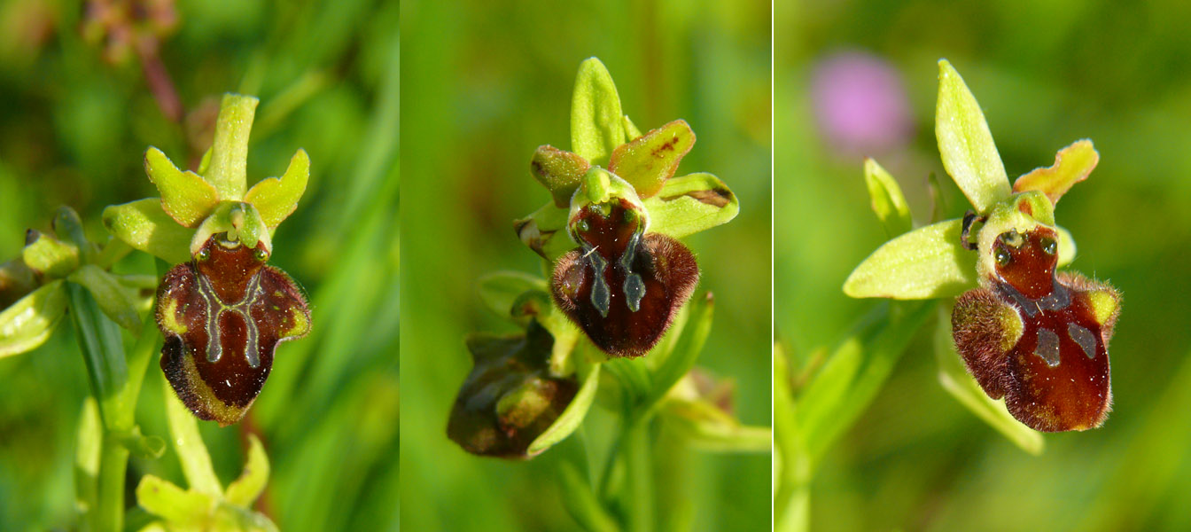 Tutte Ophrys sphegodes  o no?